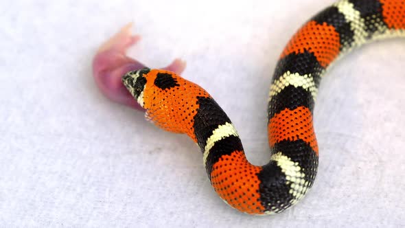 Tricolor Hognose snake as it slowly swallows mouse