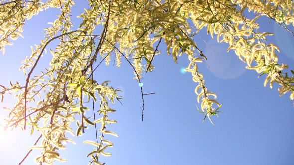 Willow Branches Springtime alt