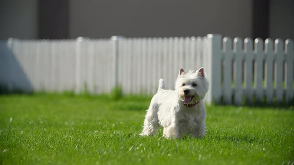 West Highland White Terrier Near the Fence