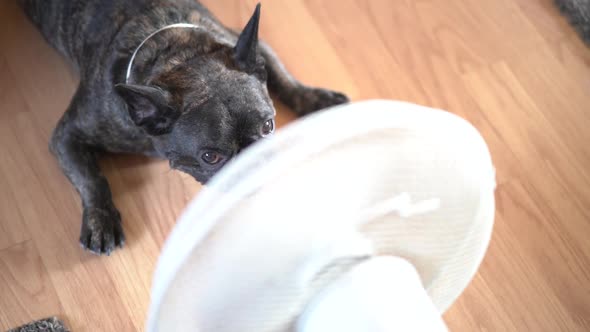 French bulldog dog in front of an air fan.