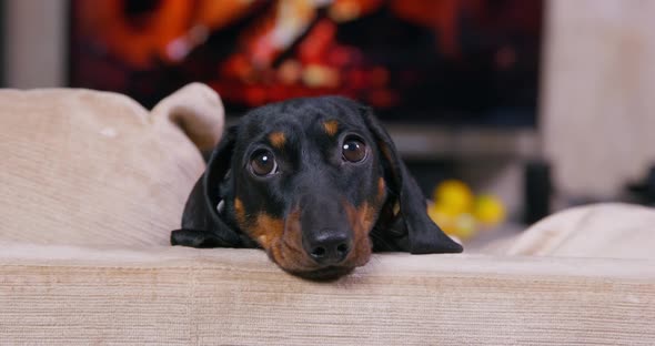 Puppy Sits on Sofa Against Fireplace with Burning Wood