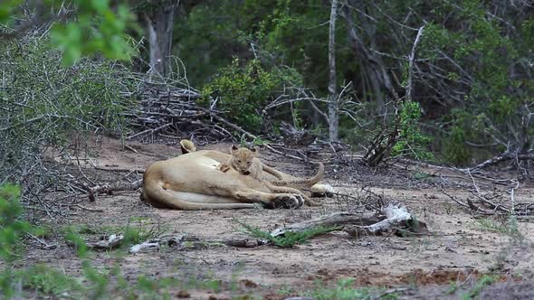 A female lion rests with her baby cubs as they feed and play
