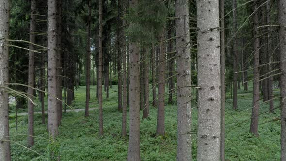 Spruce Forest Woodland Trees