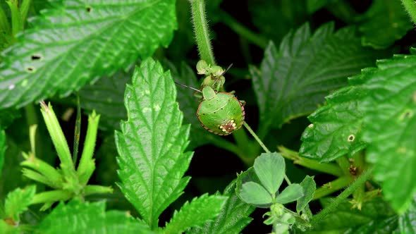 A green insect is feeding on the leaves