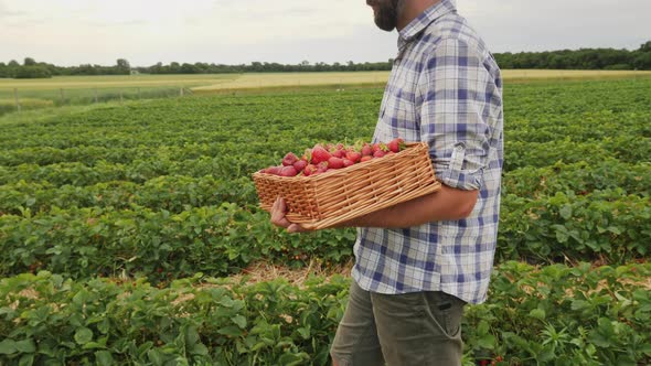 Farmer Carries a Wicker Box Full of Ripe Strawberries