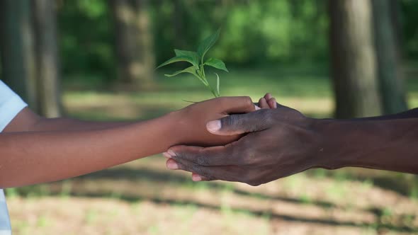Saving Nature Young African Female Passes a Small Plant to a Man a Closeup on Her Hands a