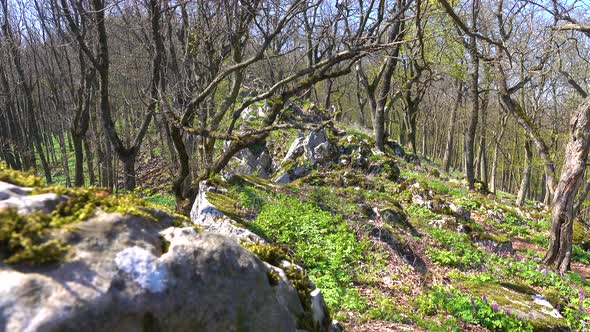 Beautiful forest setting on a rock. Czech republic