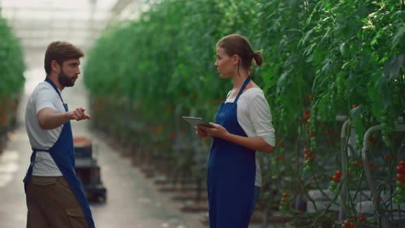 Couple Farmers Examining Tomatoes Working Together Growing Food in Greenhouse