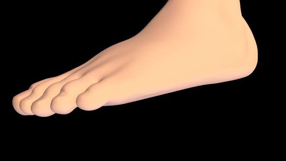 Human Foot Anatomy System