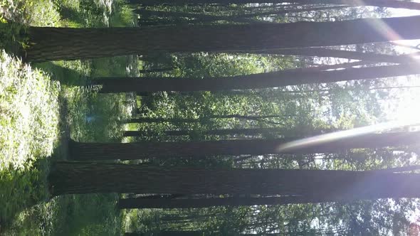 Vertical Video Aerial View Inside a Green Forest with Trees in Summer