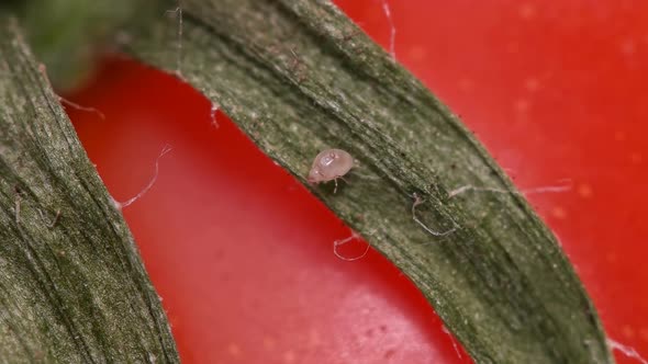 Flour mite (akari) Acarus sp. crawling on a green sepal on tomato, family Acaridae