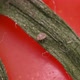 Flour mite (akari) Acarus sp. crawling on a green sepal on tomato, family Acaridae - VideoHive Item for Sale