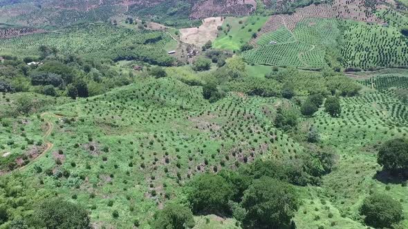 Orange plantation on my farm