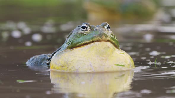 Portrait Of A Male African Bullfrog Inflating His Vocal Sacs In A Puddle. Close Up Shot