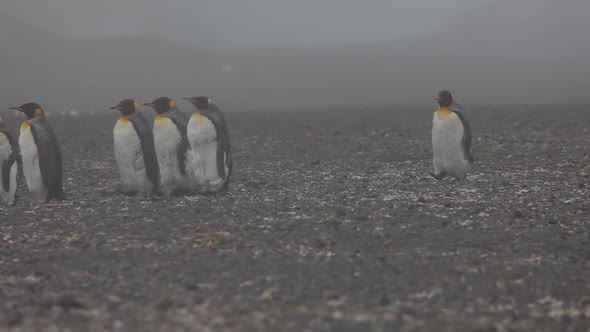 King Penguins On South Georgia Island