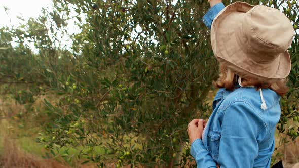 Woman harvesting olives from tree 4k