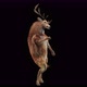 41 Deer Dancing 4K - VideoHive Item for Sale
