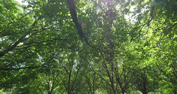 Common walnut trees, Dordogne, France