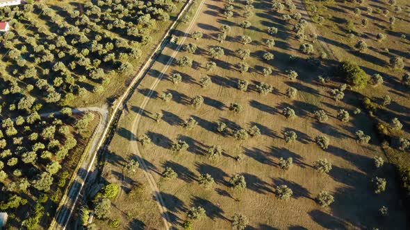 Aerial Olive Oil Land