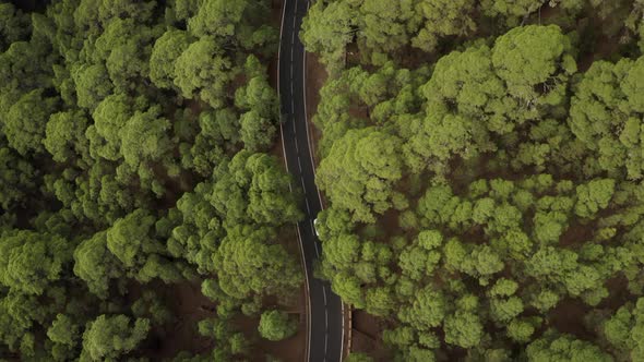 Aerial top down view of car driving on country road in forest at a cloudy day