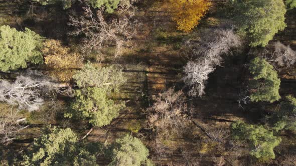 Beautiful Forest with Trees in an Autumn Day