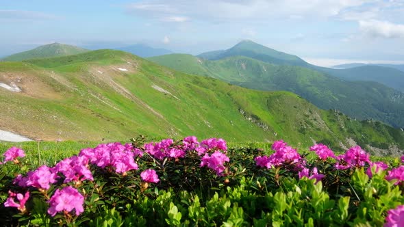 Pink Rhododendron Flowers in Mountains