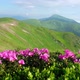 Pink Rhododendron Flowers in Mountains - VideoHive Item for Sale
