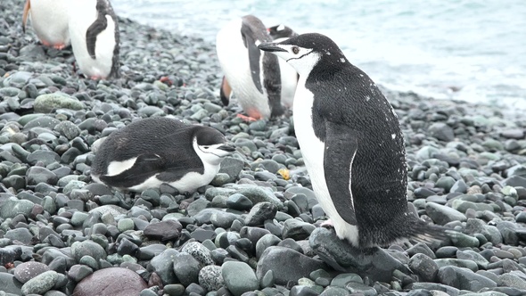 Penguins in Antarctica. A lot of penguins resting on the gravel mounds.  Antarctic Peninsula.