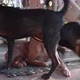 Cur adult dog lying on the the porch and many dogs pass by - VideoHive Item for Sale