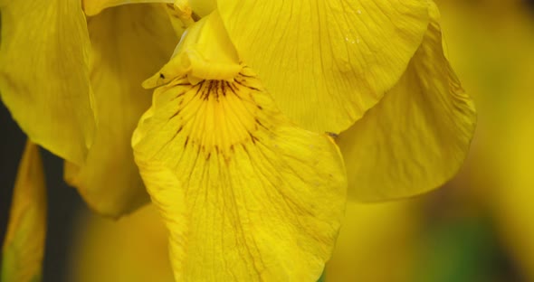 Yellow Iris, iris pseudacorus, Closeup of yellow flower petals.