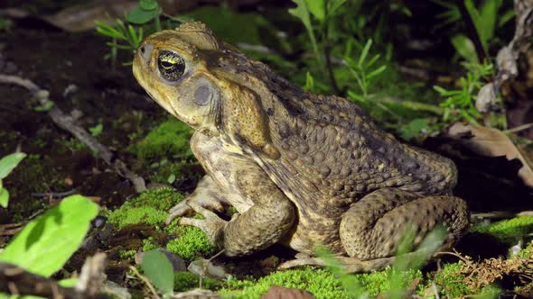 Cane Toad Sitting in the Wild, Rhinella Marina, Extreme Close Up