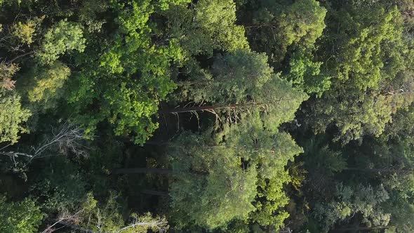 Vertical Video Aerial View of Trees in the Forest