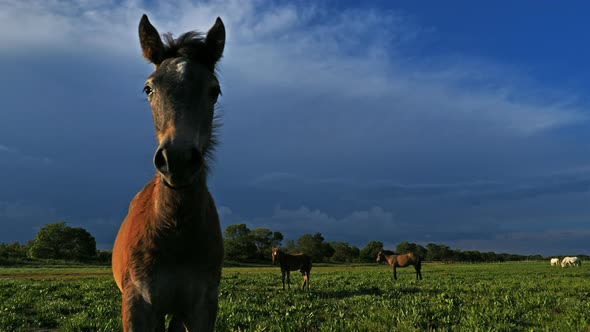 White Camargue horse, Camargue, France