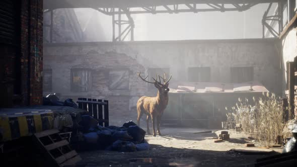 Wild Deer Rooming Around the Streets in Abandoned City