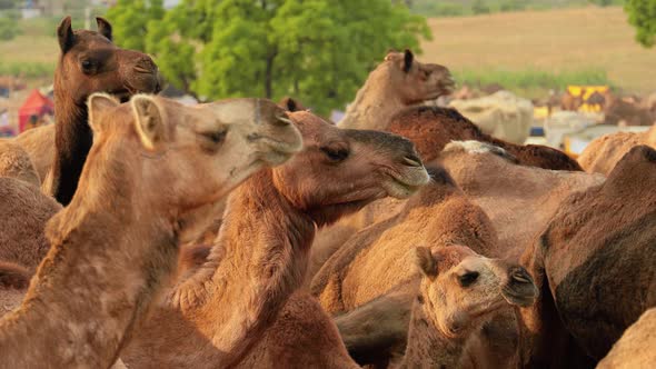 Camels at the Pushkar Fair, Also Called the Pushkar Camel Fair or Locally As Kartik Mela Is an