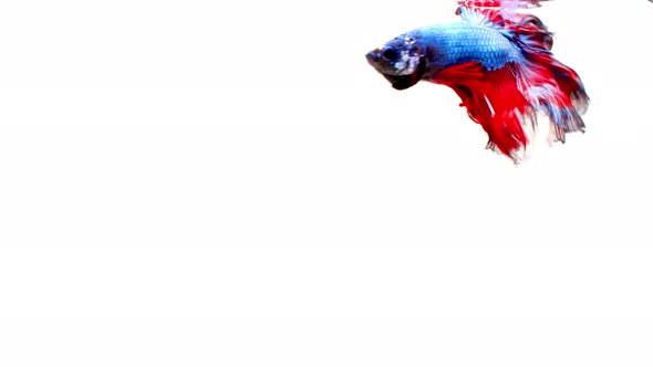 Siamese fighting fish (Betta splendens)