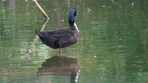 Pretty colorful duck standing in wild lake and screaming with beak,slow motion close up.Chatter and