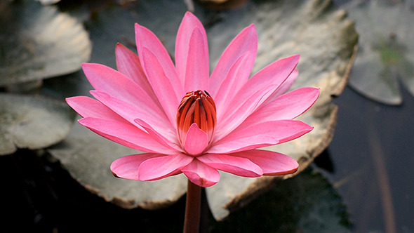 Lotus Blossom 01