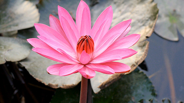 Lotus Blossom 02