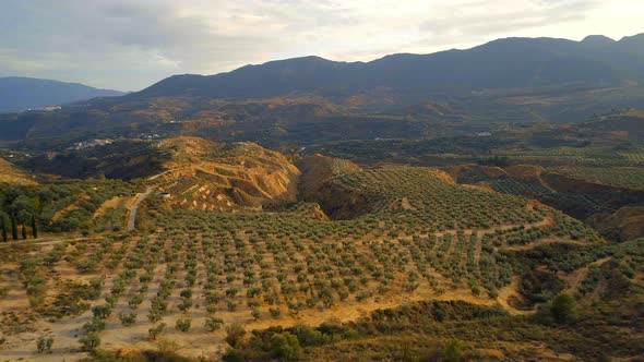 Flying Over Olive Farms in Spain At Sunset