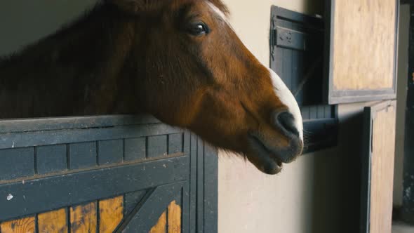 Brown Horse Horses is Looking From the Windows