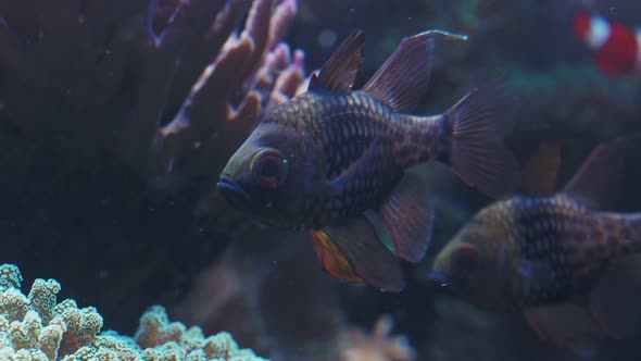 Tropical fish in the marine aquarium.