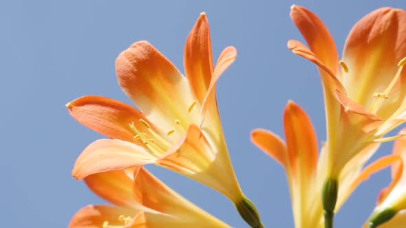 Elegant  monocot flowering  Natal lily plant slow motion 1080p FullHD  footage - Yellow and  orange 