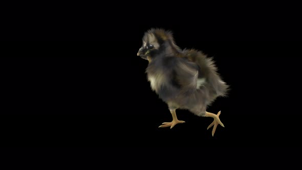 16 Baby Chicks Dancing 4K