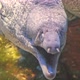 Close Up of Brown Moray Eel - VideoHive Item for Sale