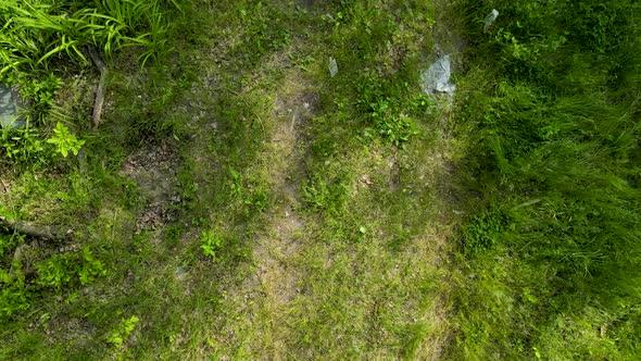 Along the green grass and debris