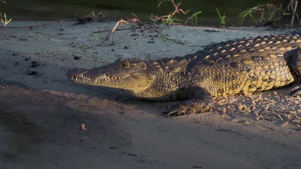 Crocodile on the back of the Zambezi River in Zambia