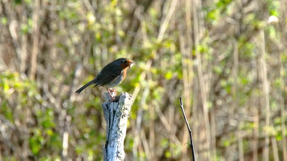 Red Robin in a Garden in Donegal Ireland