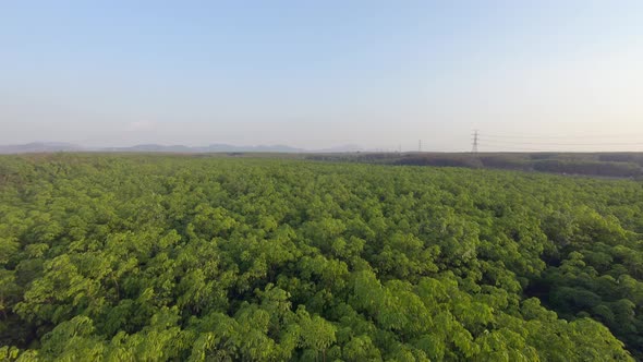 Aerial: Landscape view over rubber trees known as Hevea Brasiliensis natural source of rubber in nat