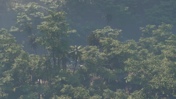 Fog Covered Jungle Rainforest Landscape